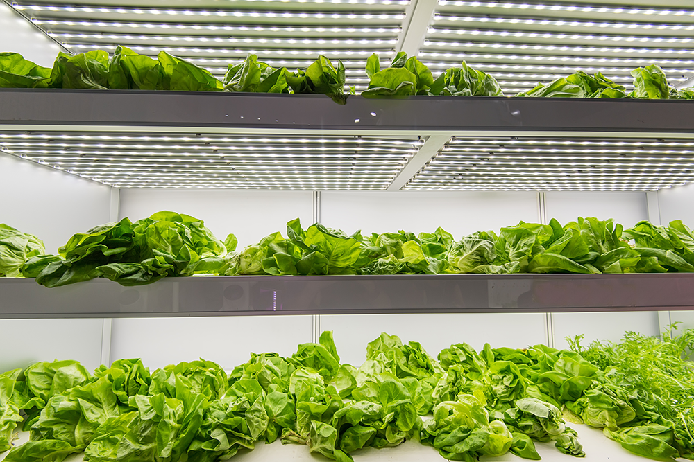 LED Gartenbaubeleuchtung by Engel - Engel Lighting GmbH & Co. KG