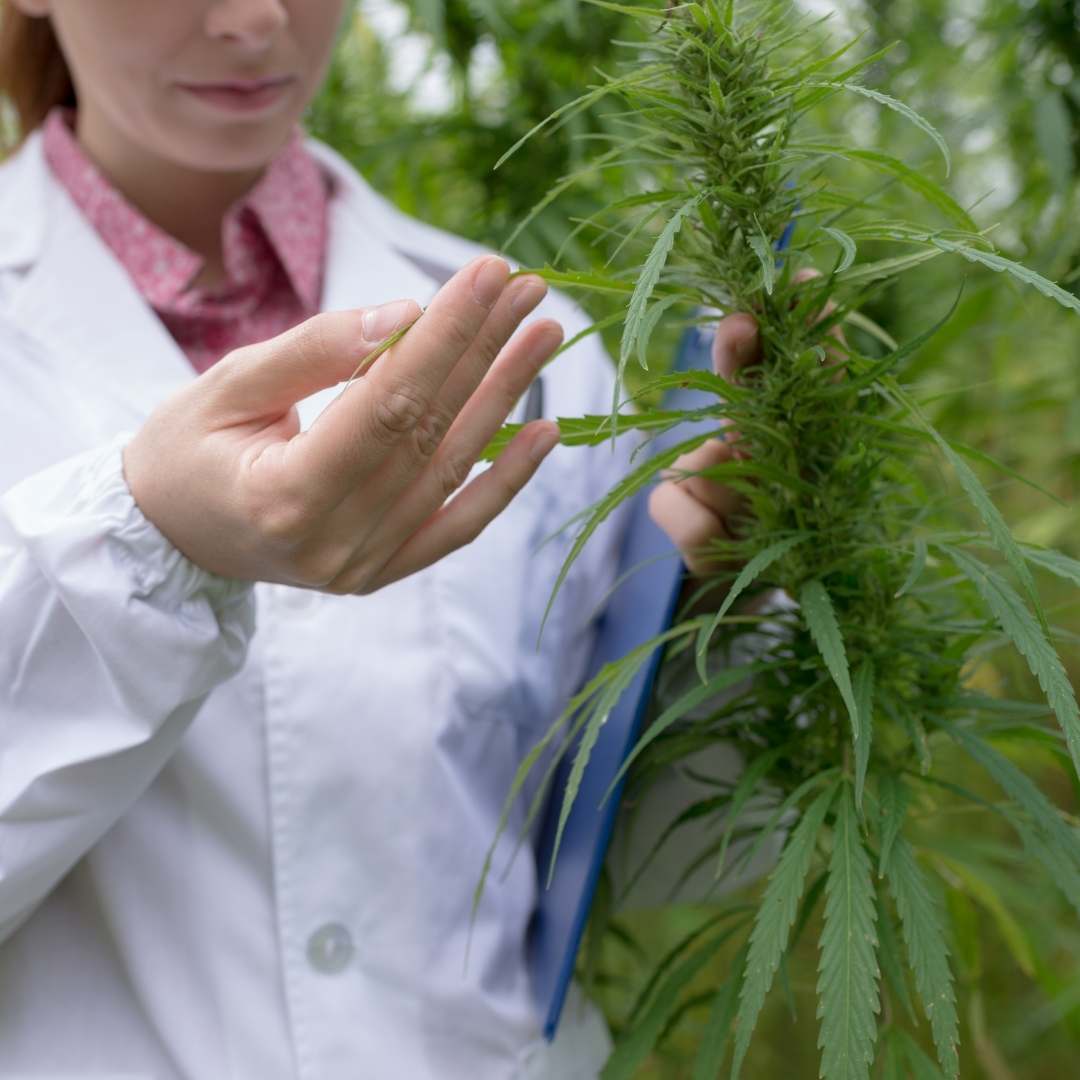 LED Grow Lights für Cannabis-Anbau