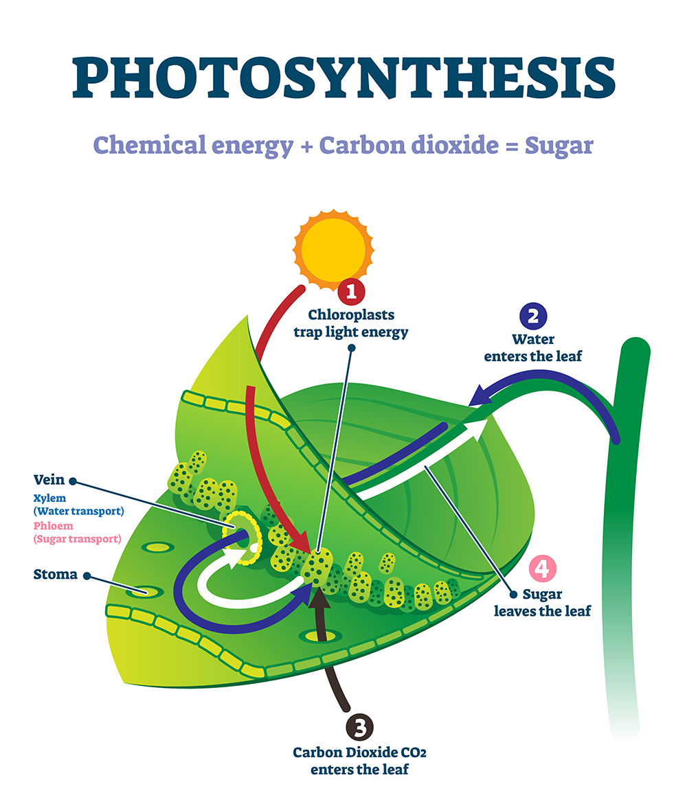 Schlüsselfaktor ist ausreichend Licht für die Photosynthese