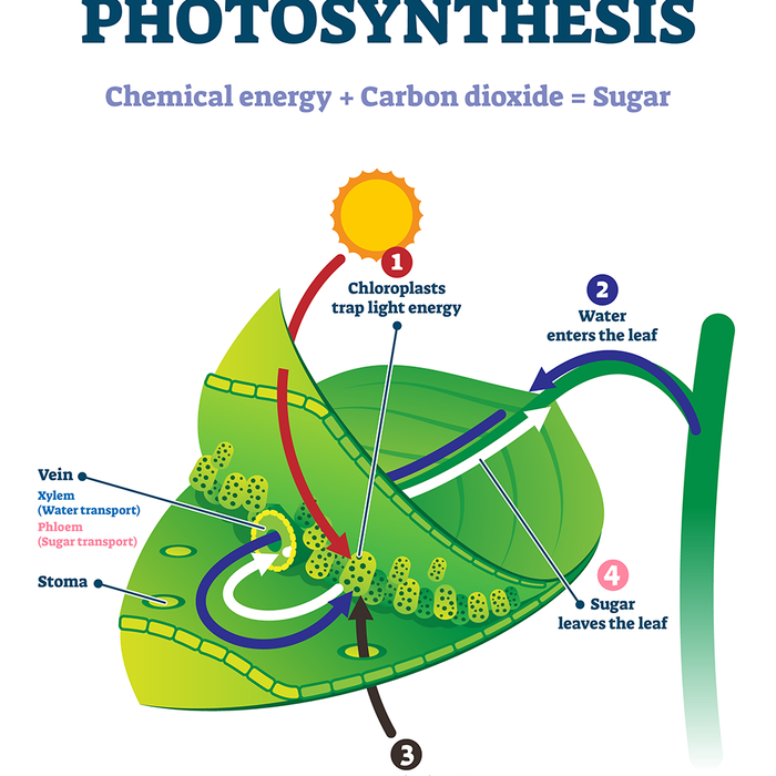 Schlüsselfaktor ist ausreichend Licht für die Photosynthese - Engel Lighting GmbH & Co. KG