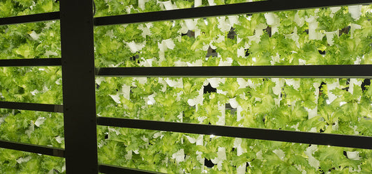Horticulture Vertical Farming Salad