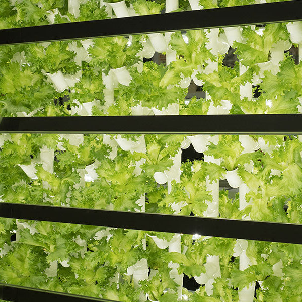 Horticulture Vertical Farming Salad