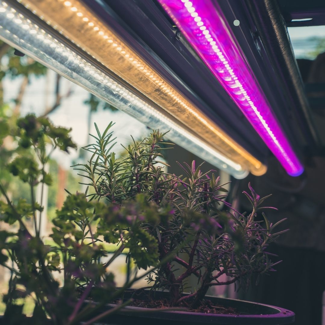 LED vs. Traditional Grow Lights Why the Future of Plant Lighting is L