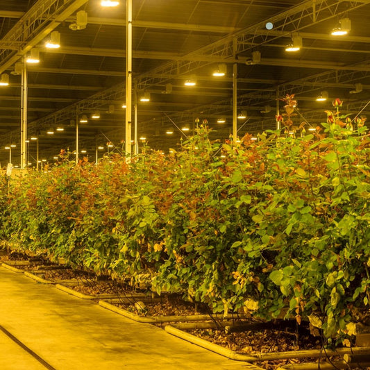 Plant Lighting and Its Role in Reducing Plant Diseases: How the Right Light Protects Your Plants