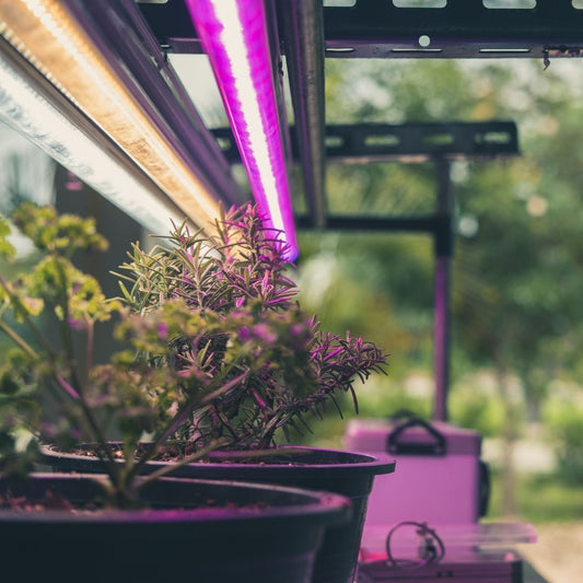 The Impact of Light Cycles on Plant Growth: How to Achieve Optimal Results with the Right Lighting