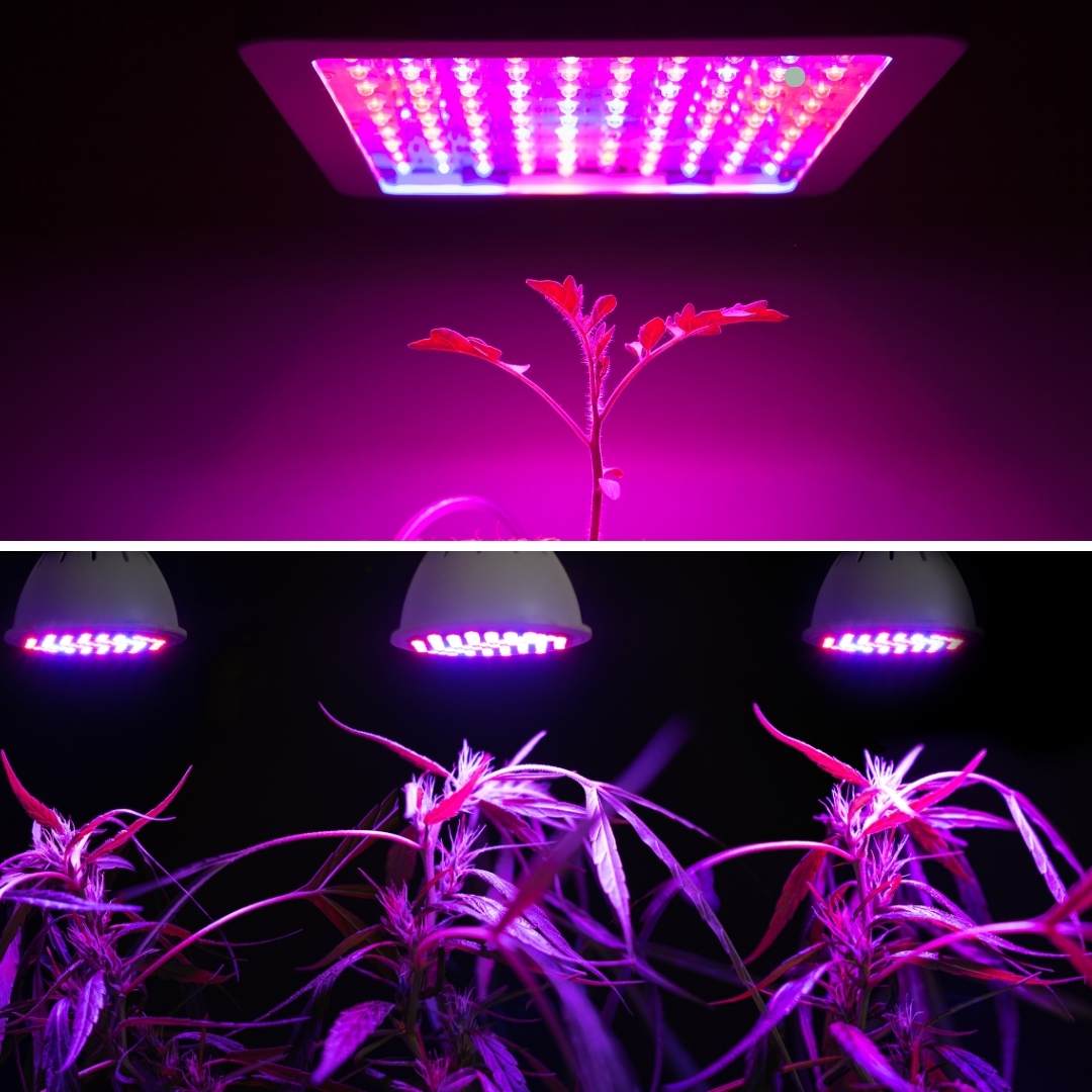 How Plant Lighting Promotes Flowering: Tips for Optimal Results