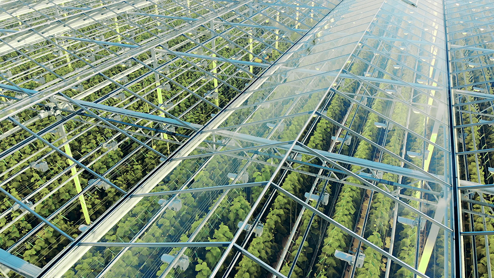 The relationship between the light quantity of greenhouse and yield - Engel Lighting GmbH & Co. KG