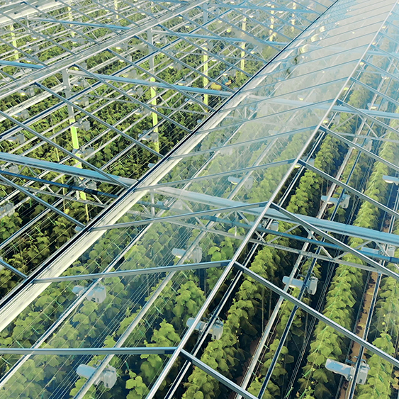 The relationship between the light quantity of greenhouse and yield - Engel Lighting GmbH & Co. KG