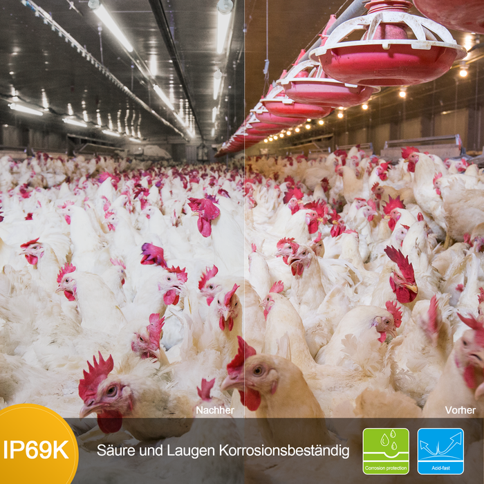 Engel Ewiclo LED-Leuchte – Rohrleuchte IP69K für extreme Umgebungen