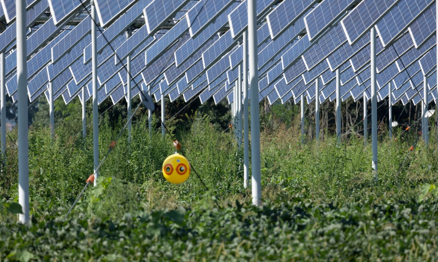 Natürlicher Schutz und Energie