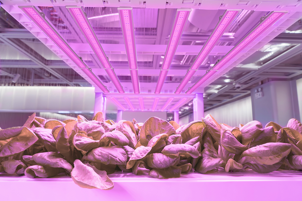 Line LED-Pflanzenleuchte 100W Vollspektrum | Profi Grow Light mit Würth LEDs, IP67 wasserdicht, dimmbar & einfache Montage