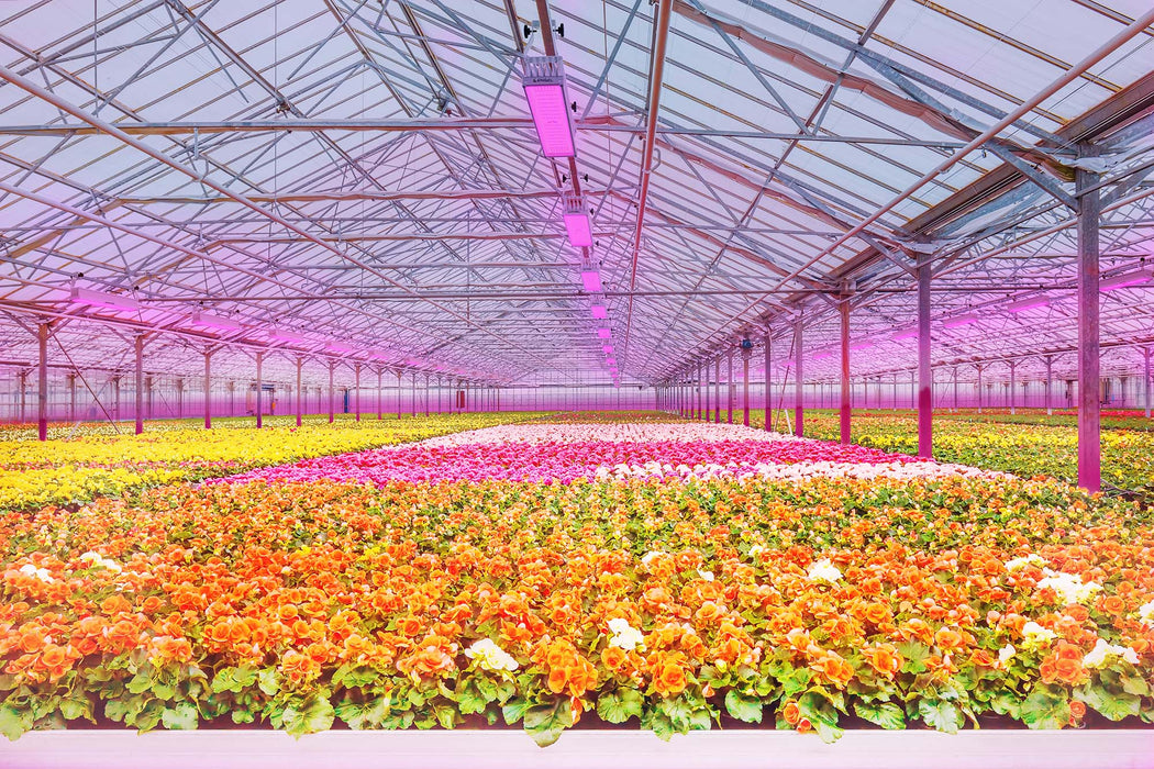 Optimus Eiar LED-Pflanzenleuchte 300W Vollspektrum | Profi Pflanzenlicht mit Würth-LEDs, IP67 & Dimmbar