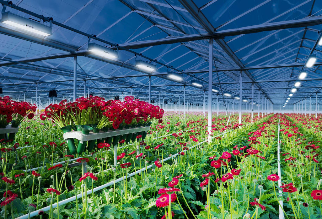Optimus Eiar LED-Pflanzenleuchte 300W Vollspektrum | Profi Pflanzenlicht mit Würth-LEDs, IP67 & Dimmbar