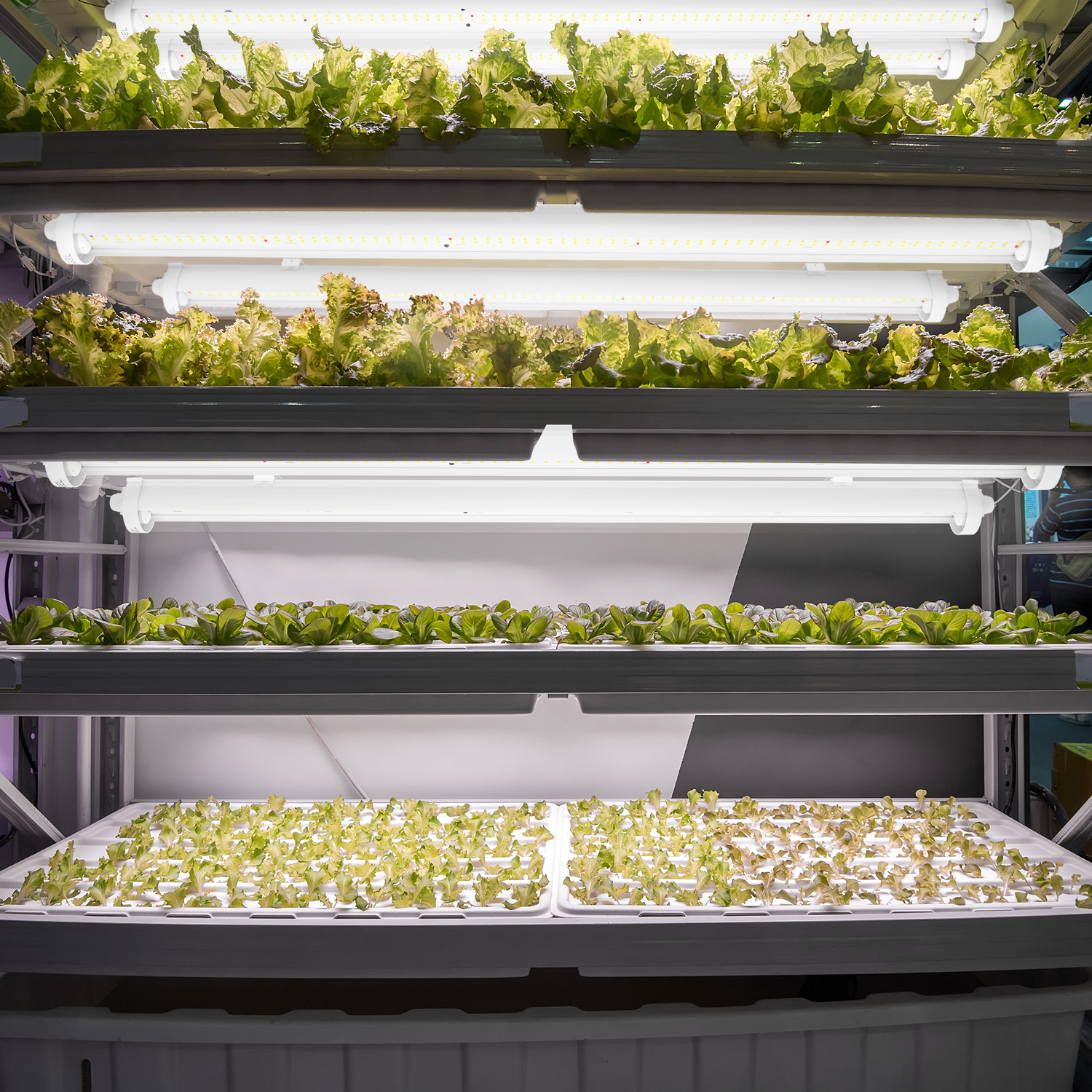 eGrow 3 LED-Pflanzenleuchte Engel Lighting 